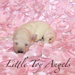 Little Toy Angels
