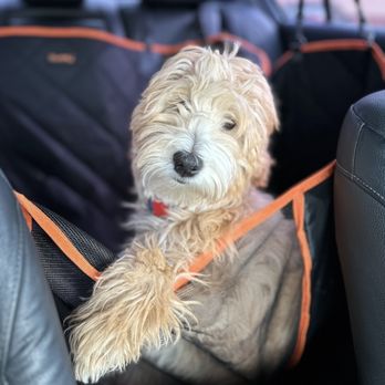 Uptown Paw - This was apollo before his first puppy haircut. - Pet Groomers Near Me - Huntington Beach, California Uptown Paw - This was apollo before his first puppy haircut. - Pet Groomers Near Me - Huntington Beach, California