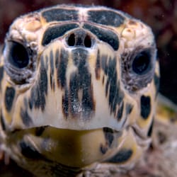Reef Seekers Dive - You looking at me???