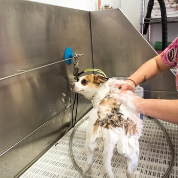K9 Caterers - deep rubs at the groomer - Pet Stores Near Me - Glendale, New York