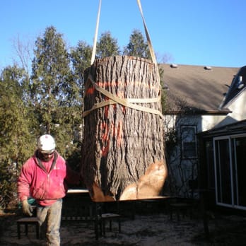 Minnesota Tree Surgeons - Last of WCCO's Charlie Boones Dutch Elm - Tree Services Near Me Minnesota Tree Surgeons - Last of WCCO's Charlie Boones Dutch Elm - Tree Services Near Me