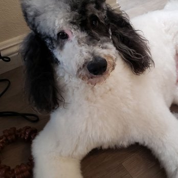 Q d Doggie - Pet Groomers Near Me - Lake Forest, California