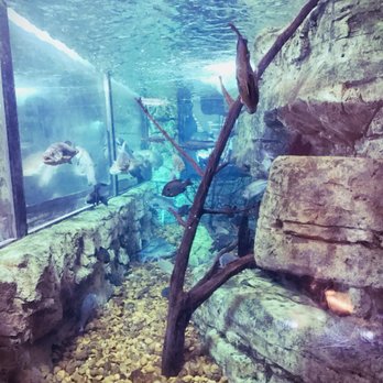 Bass Pro - Fish tank - Archery Near Me - Katy, Texas