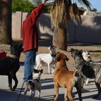 JD's Powerhouse K9 Bootcamp - Balanced Pack Socials and Day Camp. - Pet Training Near Me - Scottsdale, Arizona JD's Powerhouse K9 Bootcamp - Balanced Pack Socials and Day Camp. - Pet Training Near Me - Scottsdale, Arizona