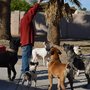 JD's Powerhouse K9 Bootcamp