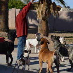 JD's Powerhouse K9 Bootcamp - Balanced Pack Socials and Day Camp.
