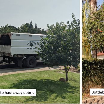 EG Tree Service - Debris truck & Bottlebrush after - Tree Services Near Me EG Tree Service - Debris truck & Bottlebrush after - Tree Services Near Me