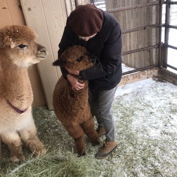Que Sera Alpacas - The babies didn't love the hailstorm! - Ranches Near Me - Santa Fe, New Mexico Que Sera Alpacas - The babies didn't love the hailstorm! - Ranches Near Me - Santa Fe, New Mexico