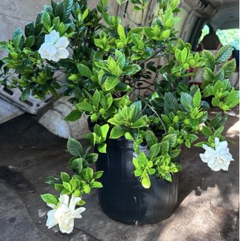 MAUI GREEN Nursery - Lovely hibiscus, Birthday Girl was delighted - Nurseries & Gardening Near Me - Wailuku, Hawaii MAUI GREEN Nursery - Lovely hibiscus, Birthday Girl was delighted - Nurseries & Gardening Near Me - Wailuku, Hawaii