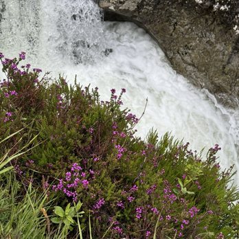 WOW Scotland Tours - This photo is a close-up of the Heather, beginning to bloom on the edge of the rocks by the rushing stream - Tours Near Me - Inverness, HLD WOW Scotland Tours - This photo is a close-up of the Heather, beginning to bloom on the edge of the rocks by the rushing stream - Tours Near Me - Inverness, HLD