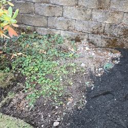 Yard Guys Kauai