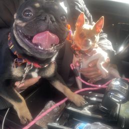 Tiny and Luna after their grooming! Tiny and Luna after their grooming!