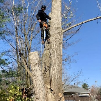 Elite Tree Services - Kanata Elite Tree Services - Tree Services Near Me