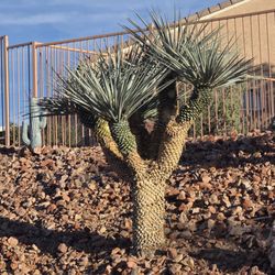Lobo Landscaping & Maintenance - Yucca with 5 branches... after being pruned by Lobo Landscaping