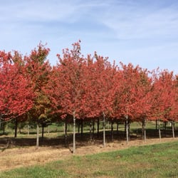 Rows of the Red Maples in October.