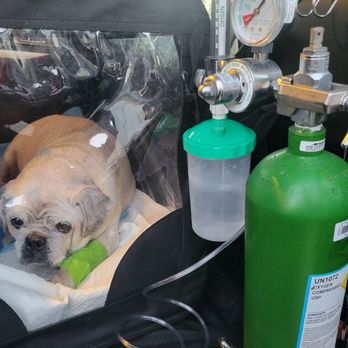 Neighborhood Veterinary Centers - Pneumonia, needed oxygen therapy chamber transportation days - Veterinarians Near Me - La Marque, Texas Neighborhood Veterinary Centers - Pneumonia, needed oxygen therapy chamber transportation days - Veterinarians Near Me - La Marque, Texas