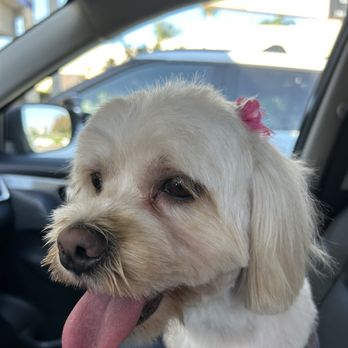 The Pet Wash - Pet Groomers Near Me - El Segundo, California The Pet Wash - Pet Groomers Near Me - El Segundo, California