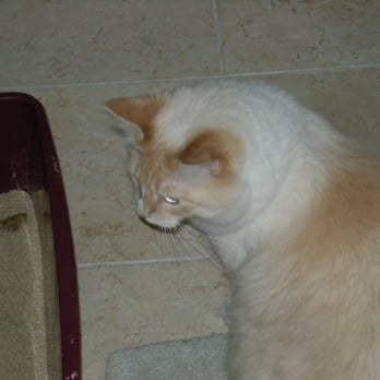 Kittymaid Pet Services - Pet Sitting Near Me Kittymaid Pet Services - Pet Sitting Near Me