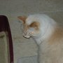 Photo of Kittymaid Pet Services