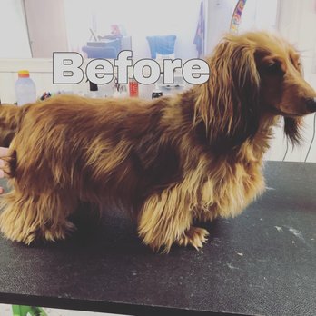Canine Couture Expert Grooming - Before photo of our dogs haircut. - Pet Groomers Near Me - Milford, Delaware