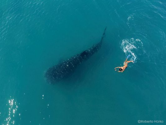 Nautilus Dive Tech by null