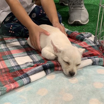 Bay Area Pet Fair & Adoptathon - Pet Adoption Near Me - Pleasanton, California Bay Area Pet Fair & Adoptathon - Pet Adoption Near Me - Pleasanton, California