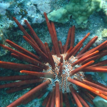 Maui Dive Shop - sea urchin shots with the rented underwater camera - Tours Near Me - Wailuku, Hawaii Maui Dive Shop - sea urchin shots with the rented underwater camera - Tours Near Me - Wailuku, Hawaii
