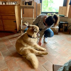 Tornesi - Winery dog...