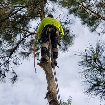 Lonestar Arbor Systems - Tree Services Near Me - Houston, Texas Lonestar Arbor Systems - Tree Services Near Me - Houston, Texas