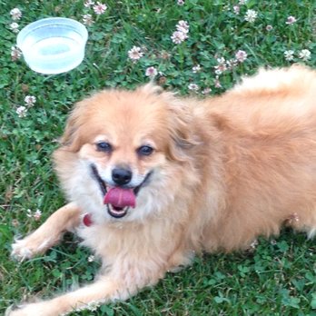 Pet Vet - A Happy Customer - Veterinarians Near Me - Mount Pleasant, South Carolina