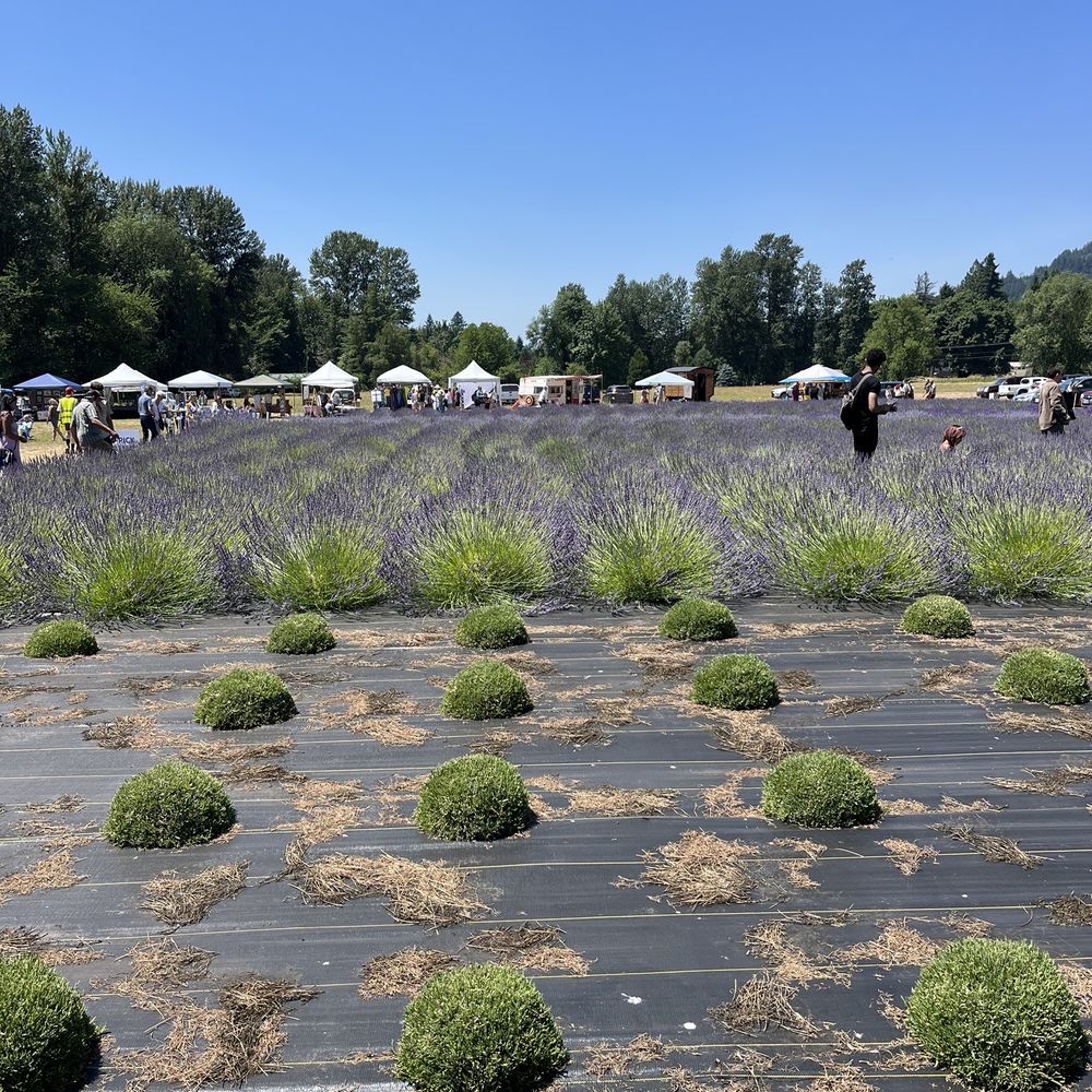 Mckenzie River Lavender - Lavender Festival - Farms Near Me - Springfield, Oregon Mckenzie River Lavender - Lavender Festival - Farms Near Me - Springfield, Oregon