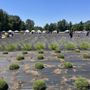 Photo of Mckenzie River Lavender