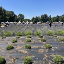 Mckenzie River Lavender - Lavender Festival