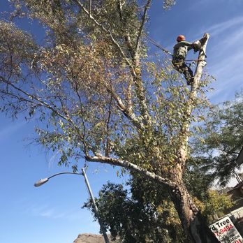 Hayward Tree Service - Tree Services Near Me - Phoenix, Arizona Hayward Tree Service - Tree Services Near Me - Phoenix, Arizona
