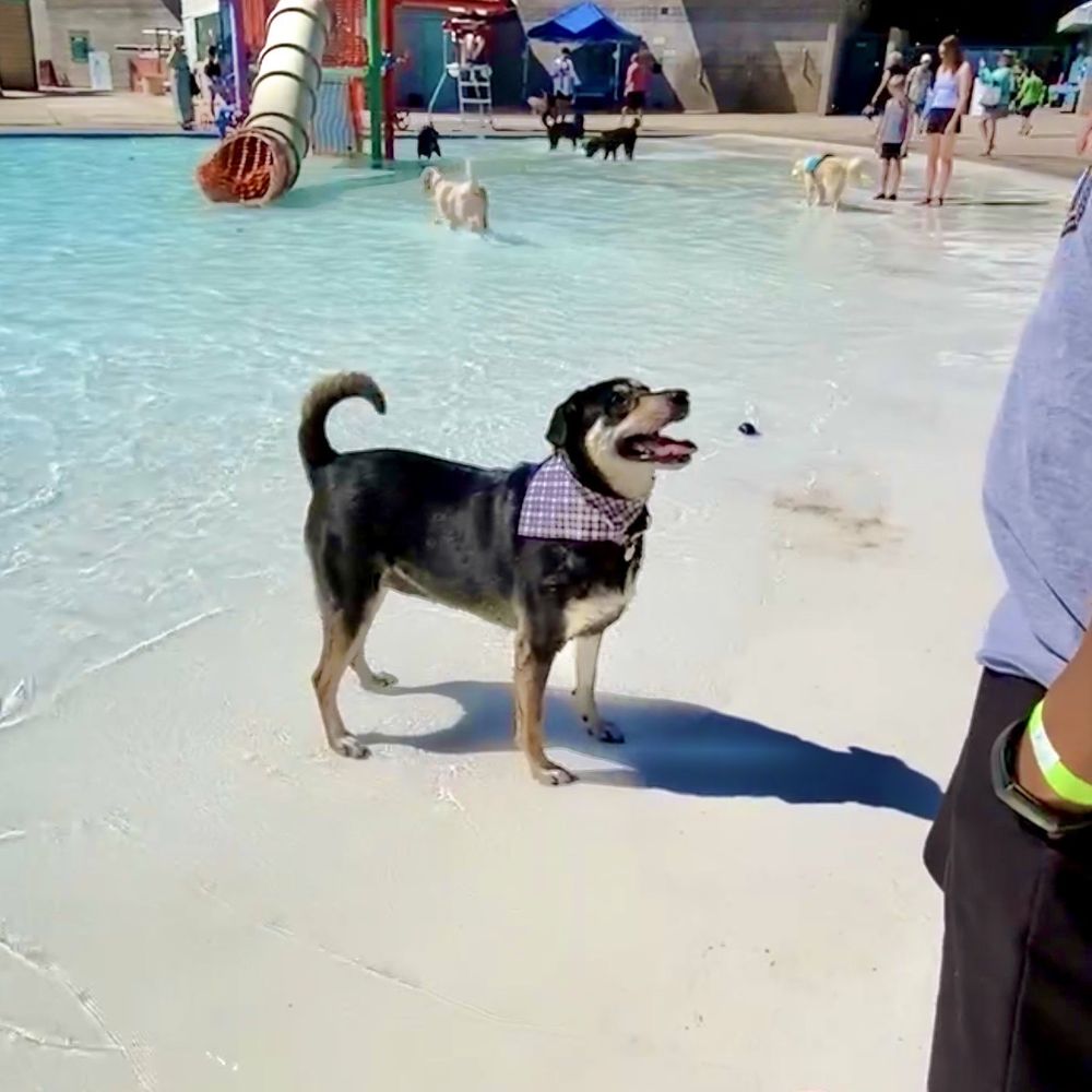 Black Mountain Rec & Aquatic Complex - Makana excited to fetch the ball - Fitness & Instruction Near Me - Henderson, Nevada Black Mountain Rec & Aquatic Complex - Makana excited to fetch the ball - Fitness & Instruction Near Me - Henderson, Nevada