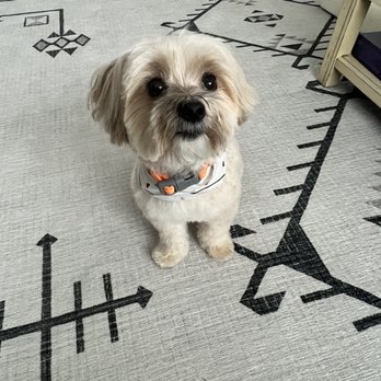 East Side Pet Ranch - My older one again- his eyes are wide and happy. This was taken as soon as we got him from the groomer today. - Pet Boarding Near Me - Austin, Texas