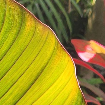 Barefoot Bar - Sensual foliage and beautiful scenery. Shot from the table close to the park - Cocktail Bars Near Me - Honolulu, Hawaii