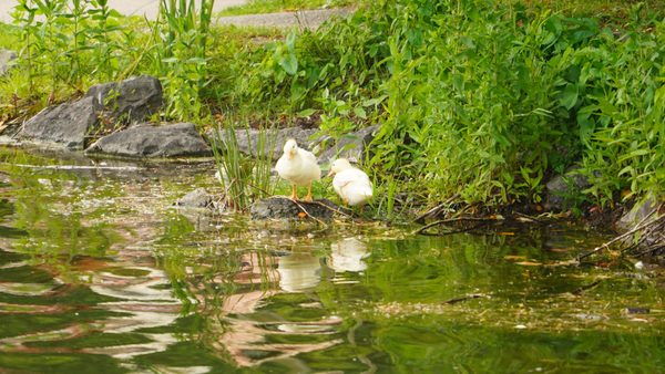 Delaware Park by null