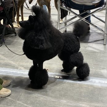 AZ Precision Pet - Miniature poodle in English Saddle - Pet Groomers Near Me - Phoenix, Arizona AZ Precision Pet - Miniature poodle in English Saddle - Pet Groomers Near Me - Phoenix, Arizona