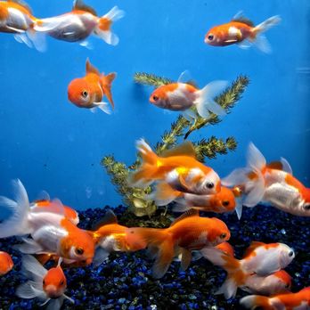 Connies Pond & Koi - Fan tail goldfish. - Nurseries & Gardening Near Me - Castro Valley, California Connies Pond & Koi - Fan tail goldfish. - Nurseries & Gardening Near Me - Castro Valley, California