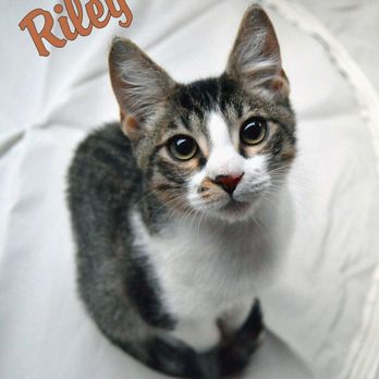 2TheResQ - Riley, one of hundreds, saved from death row, now living his best life with a loving family. - Animal Shelters Near Me 2TheResQ - Riley, one of hundreds, saved from death row, now living his best life with a loving family. - Animal Shelters Near Me