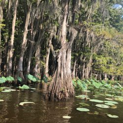 Caddo Outback Backwater Tours - Beautiful