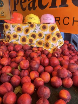 Marina Del Rey Farmer's Market by null