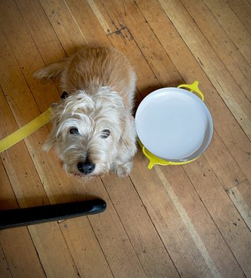 Hound + Bottle by null