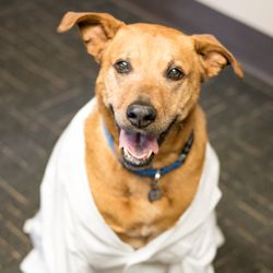 Integrity Foot & Ankle Associates - Rusty the Pawdiatrist (sorry, Rusty is no longer accepting new patients)