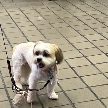 Bark Boutique - Pet Groomers Near Me - Sacramento, California Bark Boutique - Pet Groomers Near Me - Sacramento, California