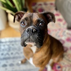 Traveler’s Pup Care
