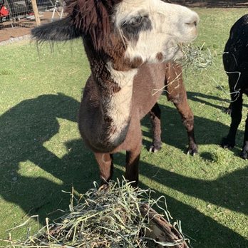 Loomis Alpacas - Alpaca - Attraction Farms Near Me - Loomis, California Loomis Alpacas - Alpaca - Attraction Farms Near Me - Loomis, California