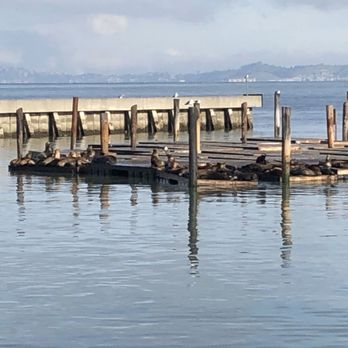 PIER 39 - Sea Lions sunning on the SF Bay - Shopping Centers Near Me - San Francisco, California PIER 39 - Sea Lions sunning on the SF Bay - Shopping Centers Near Me - San Francisco, California