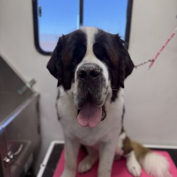 Bellas Paw Spa - Pet Groomers Near Me Bellas Paw Spa - Pet Groomers Near Me